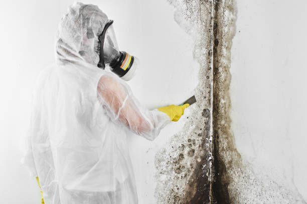 Best Toxic Mold Removal  in Lake Park, IA