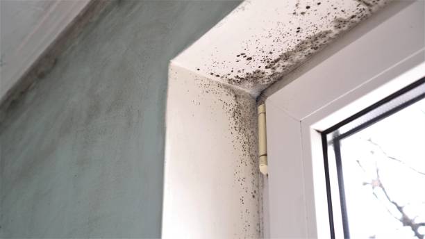 Best Attic Mold Removal  in Lake Park, IA