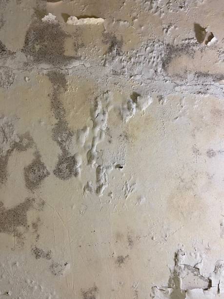 Crawl Space Mold Removal in Lake Park, IA