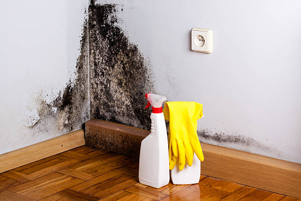 Best Mold Damage Repair  in Lake Park, IA