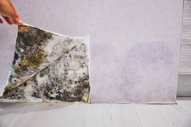 Best Toxic Mold Removal  in Lake Park, IA